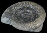 Dactylioceras Ammonite Fossil - England #52647-1